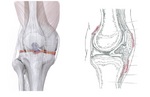 膝の解剖.jpg